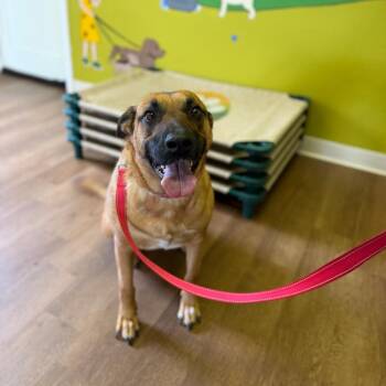Layla -  Shepherd and Mixed Breed Dog for Adoption in Fayetteville, Arkansas - Layla | PetCurious