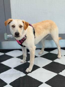Labrador Retriever Dogs Available for Adoption in Savage, Minnesota - Tate | PetCurious