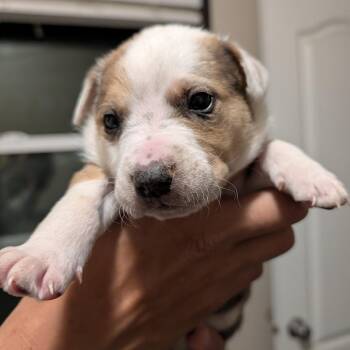 Mixed Breed Dogs Available for Adoption in Park City, Utah - Tent | PetCurious