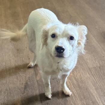 Trevi -  Spitz and Mixed Breed Dog for Adoption in Ferndale, Michigan - Trevi | PetCurious