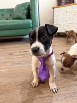 Herman Theodore the Great Gala -  Pit Bull Terrier and Jack Russell Terrier Dog for Adoption in Friendswood, Texas - Herman Theodore The Great Gala | PetCurious