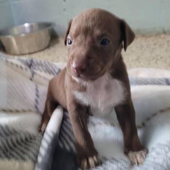 Luther 3045 -  Mixed Breed Dog for Adoption in Loxahatchee Groves, Florida - Luther 3045 | PetCurious