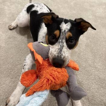 Chip -  Pointer and Rat Terrier Dog for Adoption - Chip | PetCurious
