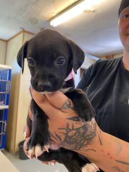 Velvet Cocoa Bliss -  Mixed Breed Dog for Adoption in Hillsboro, Ohio - Velvet Cocoa Bliss | PetCurious