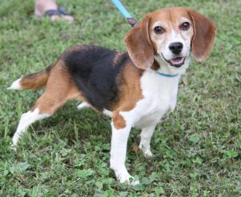 Smarties (Photos July 14th 2026) -  Beagle Dog for Adoption in Marietta, Ohio - Smarties (Photos July 14th 2026) | PetCurious