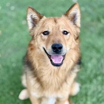 Rescue Shepherd Dogs for Adoption in Red Bluff, California - Quinn | PetCurious