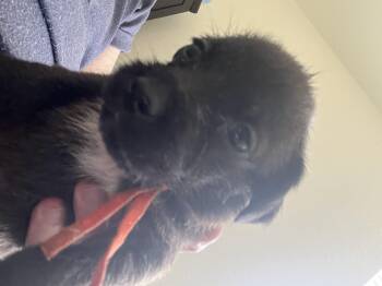 Nova -  Chihuahua and Neapolitan Mastiff Dog for Adoption in Severance, Colorado - Nova | PetCurious