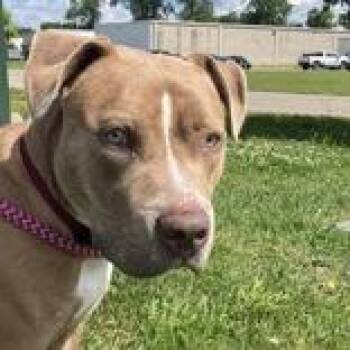 Kinji -  Pit Bull Terrier Dog for Adoption in Hilliard, Ohio - Kinji | PetCurious