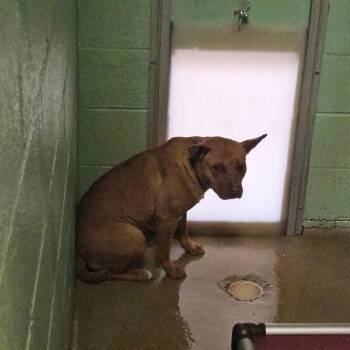 Terrier Dogs Available for Adoption - Celeste | PetCurious