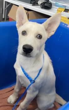 YUKON -  Mixed Breed Dog for Adoption in Dallas, Texas - YUKON | PetCurious