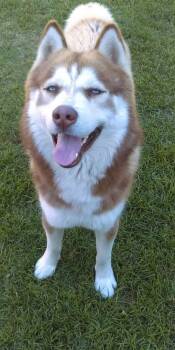 Rescue Husky Dogs for Adoption in Marina Del Rey, California - Canelo - COURTESY POST | PetCurious