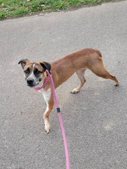 Mountain Cur Dogs Available for Adoption - Thelma | PetCurious
