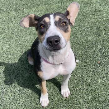 Rescue Mixed Breed Dogs for Adoption in Bartlett, Tennessee - Dee | PetCurious