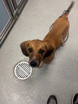 Erling -  Beagle Dog for Adoption in Bloomington, Indiana - Erling | PetCurious