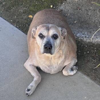 IVHS-A-143923 -  Labrador Retriever Dog for Adoption in San Gabriel, California - IVHS-A-143923 | PetCurious