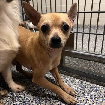 Mixed Breed Dogs Available for Adoption in Fairport, New York - Sushi | PetCurious