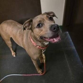 Catahoula Leopard Dog and Labrador Retriever Dogs Available for Adoption in Springfield, Missouri - Violet | PetCurious