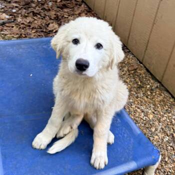 CT Sue -  Great Pyrenees Dog for Adoption in Eastford, Connecticut - CT Sue | PetCurious