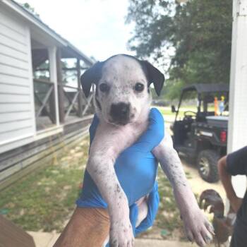 Kroger -  Mixed Breed Dog for Adoption in Freeport, Florida - Kroger | PetCurious
