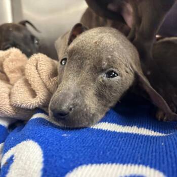 Terrier Dogs Available for Adoption - Friend Bear | PetCurious