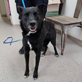 Hoover -  Border Collie and Mixed Breed Dog for Adoption in Reno, Nevada - Hoover | PetCurious