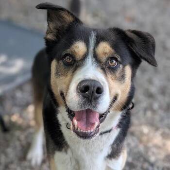 Sparky -  Mixed Breed Dog for Adoption in West Olive, Michigan - Sparky | PetCurious