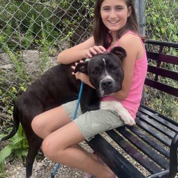 Pit Bull Terrier and Boxer Dogs Available for Adoption in Hollister, Missouri - Ellie Mae | PetCurious