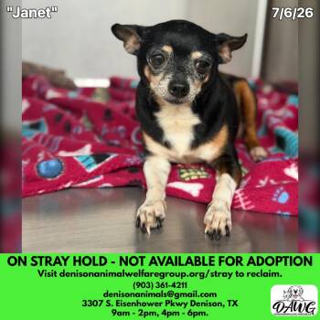 Janet -  Chihuahua Dog for Adoption in Denison, Texas - Janet | PetCurious