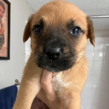 Rescue Mixed Breed Dogs for Adoption in Austin, Texas - Yarrow | PetCurious