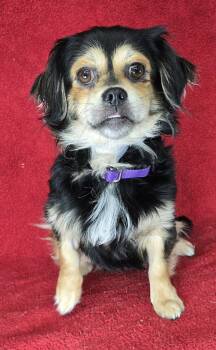 Tibetan Spaniel and Spaniel Dogs Available for Adoption - Opie  | PetCurious