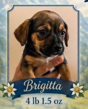 Brigitta -  Dachshund Dog for Adoption in Mesa, Arizona - Brigitta | PetCurious