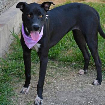 Junie B -  Labrador Retriever and Pit Bull Terrier Dog for Adoption in Beaumont, Texas - Junie B | PetCurious