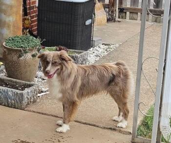 Australian Shepherd Dogs Available for Adoption in Vale, North Carolina - Hank  | PetCurious