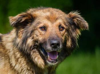 Fable -  Mixed Breed Dog for Adoption in Pointe-fortune, Quebec - Fable | PetCurious