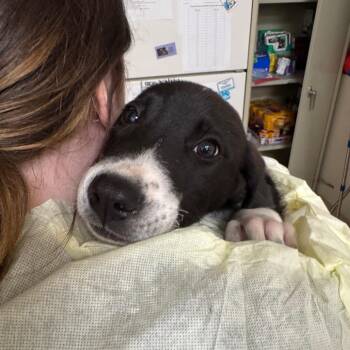 Black Labrador Retriever Dogs Available for Adoption in Pekin, Illinois - Cena | PetCurious