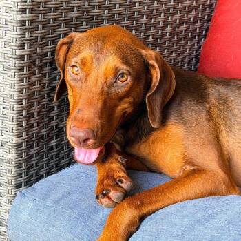 Daphne -  Doberman Pinscher and Rhodesian Ridgeback Dog for Adoption in Warren, Rhode Island - Daphne | PetCurious
