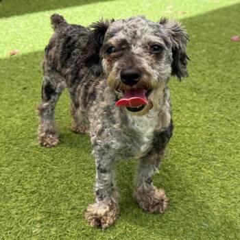 Lovely 6983 -  Poodle Dog for Adoption in Loxahatchee Groves, Florida - Lovely 6983 | PetCurious