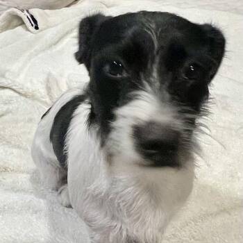 Mixed Breed and Cairn Terrier Dogs Available for Adoption - Freddy! Sweet And Playful!  | PetCurious