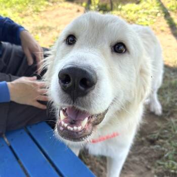 Ellie -  Mixed Breed Dog for Adoption in Hendersonville, North Carolina - Ellie | PetCurious
