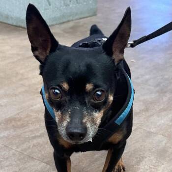 Creed -  Miniature Pinscher and Chihuahua Dog for Adoption in Westminster, California - Creed | PetCurious
