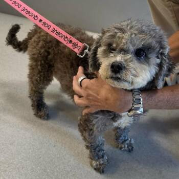 Penny -  Poodle Dog for Adoption in Hampton Bays, New York - Penny | PetCurious
