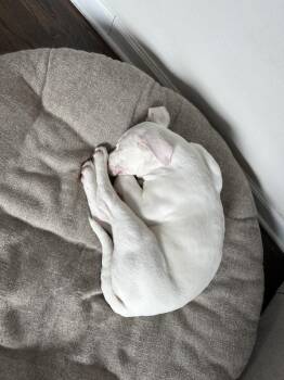 Mixed Breed Dogs Available for Adoption - Pasta | PetCurious