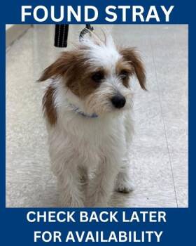 Affogato -  Parson Russell Terrier and Mixed Breed Dog Available for Adoption in Hamilton Township, New Jersey - Affogato | PetCurious