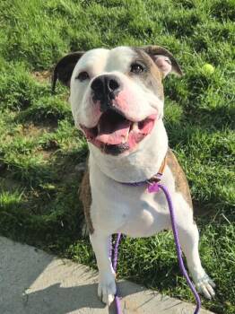 August  44808 -  American Bulldog and Pit Bull Terrier Dog for Adoption in Pocatello, Idaho - August  44808 | PetCurious