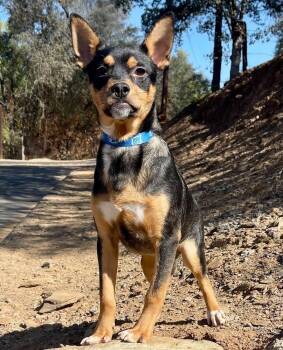 Skeeter -  Australian Kelpie Dog for Adoption in Jamestown, California - Skeeter | PetCurious