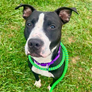 Paul -  Terrier Dog for Adoption in North Syracuse, New York - Paul | PetCurious