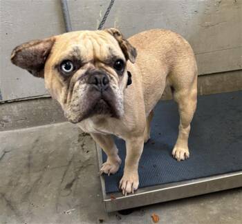 MACY -  French Bulldog Dog for Adoption in Camarillo, California - MACY | PetCurious