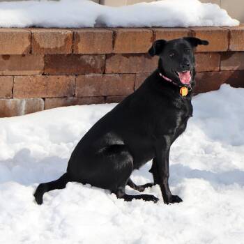 Mixed Breed Dogs Available for Adoption in Port Washington, New York - Raven | PetCurious