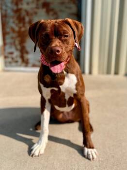 Coco -  Mixed Breed Dog for Adoption in Muskegon, Michigan - Coco | PetCurious