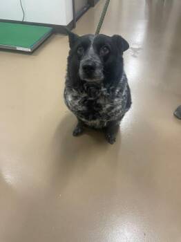 Cattle Dog Dogs Available for Adoption - Wyatt | PetCurious